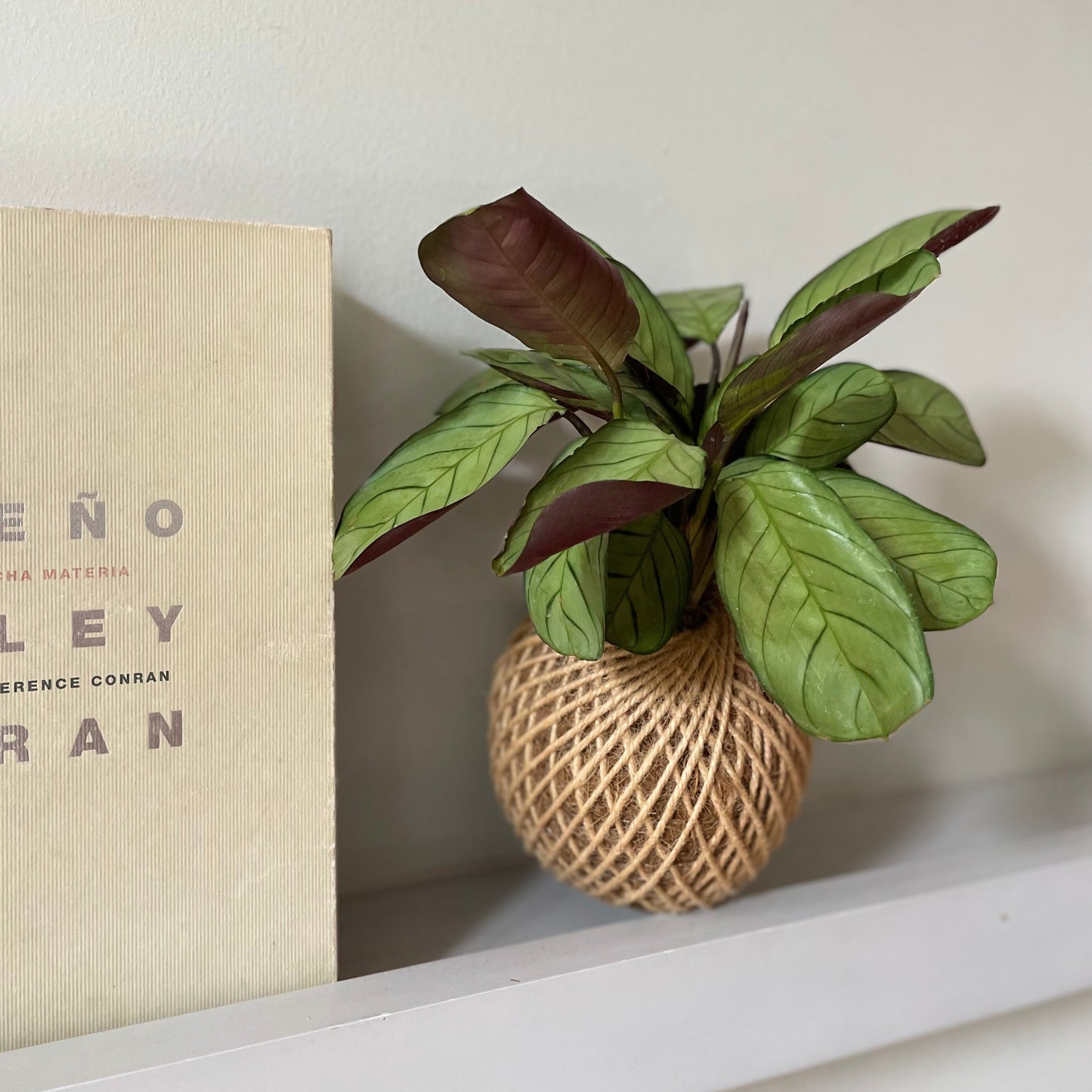 Kokedama Calathea Burle Marx