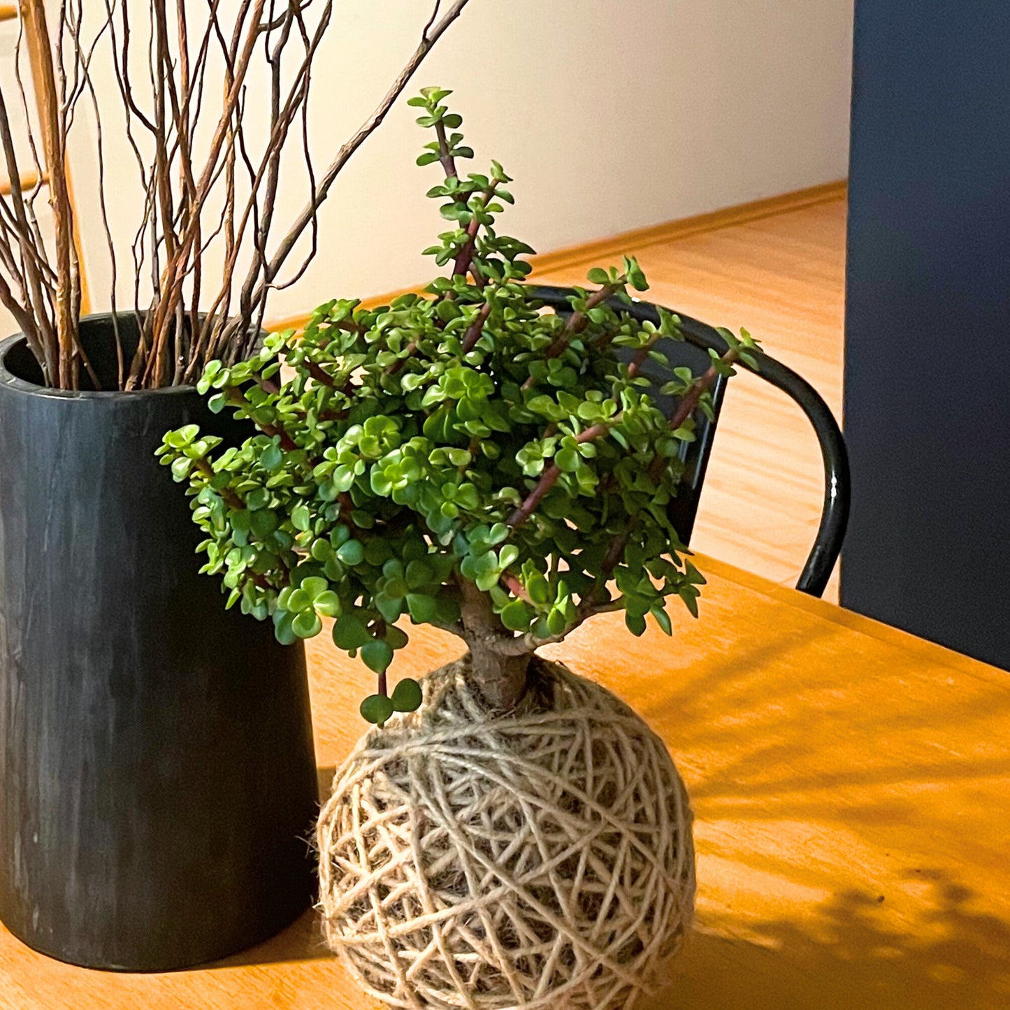 Kokedama Portulacaria Afra