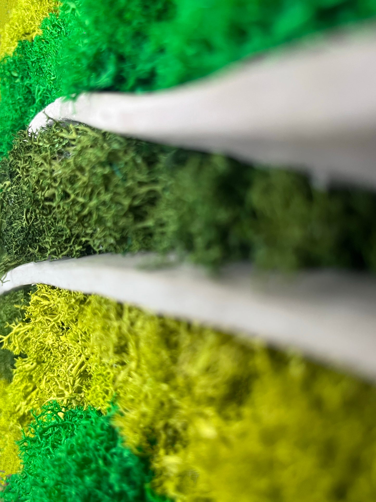 Cuadro de musgo MOSS WOOING NIEMEYER