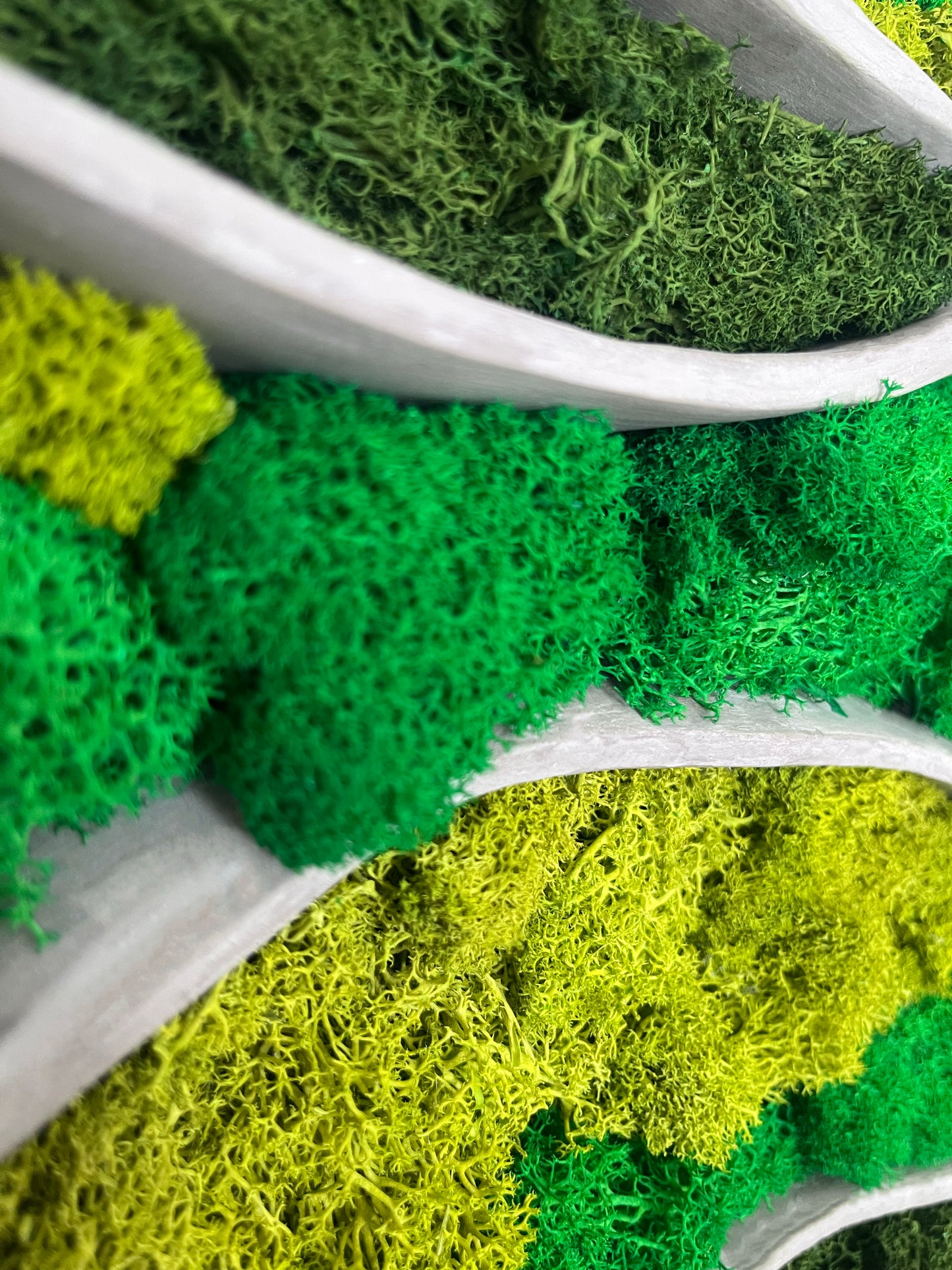 Cuadro de musgo MOSS WOOING NIEMEYER